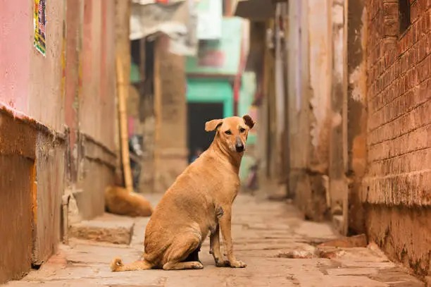 Rescued dog in a shelter garden
