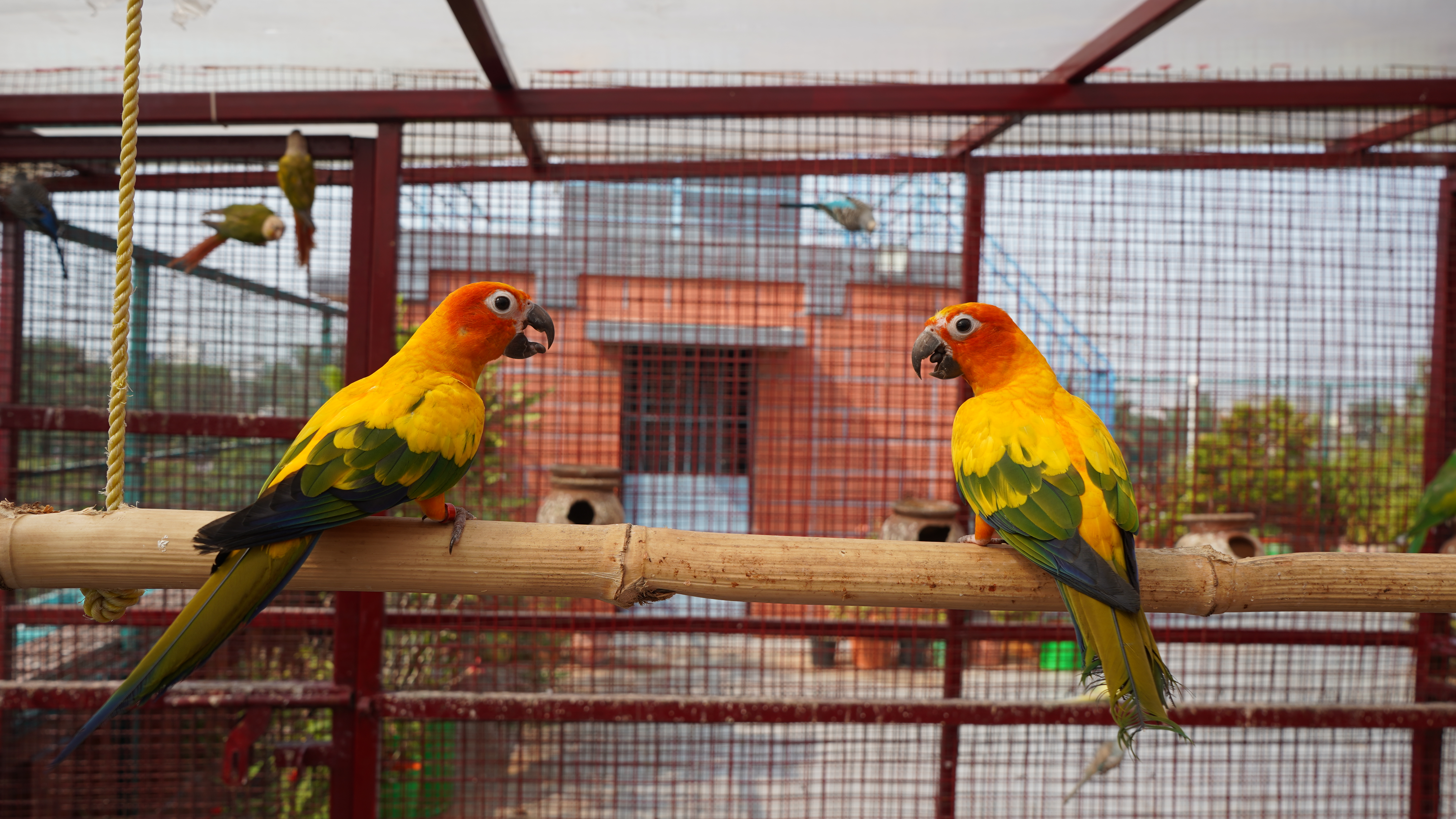 Coco, a rescued birds